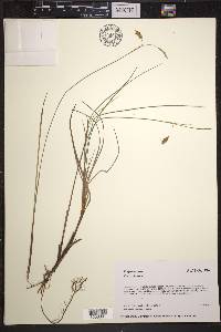 Carex limosa image