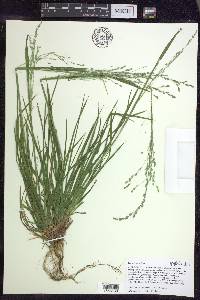 Poa alsodes image