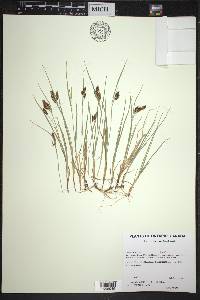 Carex bicolor image