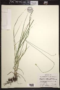 Carex cephalophora var. cephalophora image