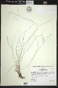 Danthonia compressa image