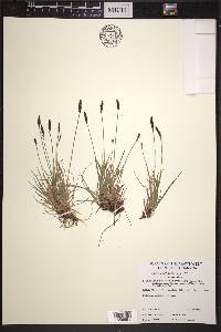 Carex scirpoidea image