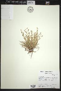 Carex krausei image