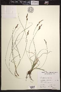 Carex caryophyllea image