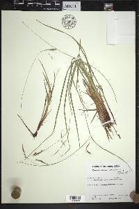 Carex debilis var. debilis image