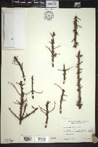 Picea mariana image