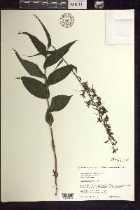 Epipactis helleborine image