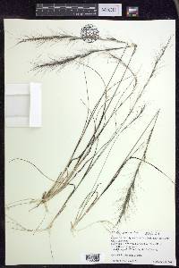 Aristida purpurascens image