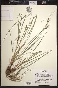 Carex bushii image