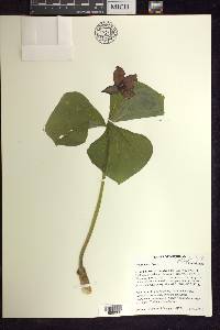 Trillium erectum image