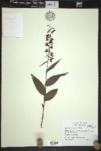 Epipactis helleborine image