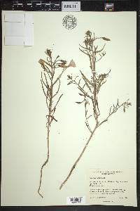 Oenothera pallida image