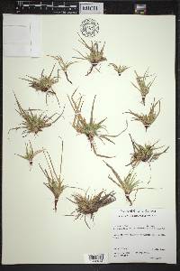 Carex tonsa var. tonsa image