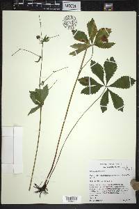 Sanicula marilandica image