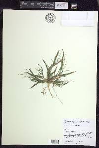 Panicum tuckermanii image