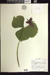 Trillium erectum image