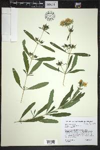 Hypericum prolificum image