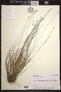 Carex tenuiflora image