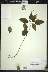 Circaea canadensis image