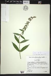 Stachys hispida image