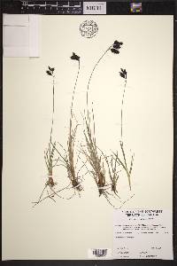 Carex atrofusca image