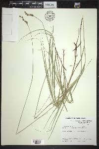 Carex festucacea image