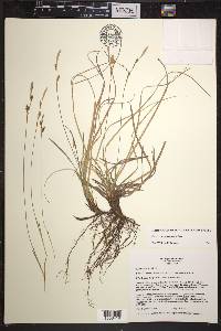 Carex richardsonii image