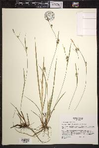 Carex conoidea image