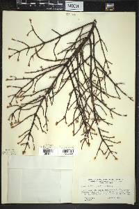 Picea mariana image