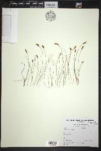 Carex duriuscula image