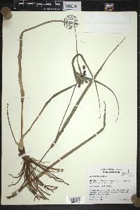 Tradescantia ohiensis image