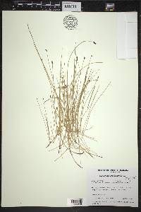 Eleocharis erythropoda image