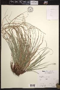 Carex floridana image