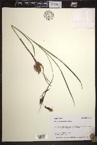 Carex macrochaeta image