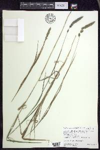 Muhlenbergia glomerata image