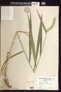 Elymus riparius image