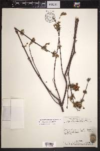 Glicophyllum ramiflorum image