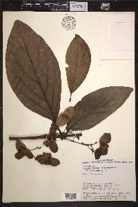 Jubelina wilburii image