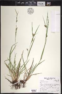 Carex corrugata image