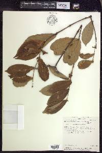 Hiraea faginea image