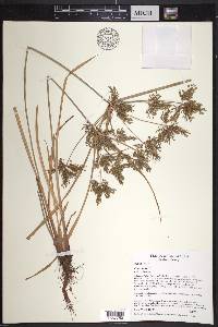 Cyperus iria image