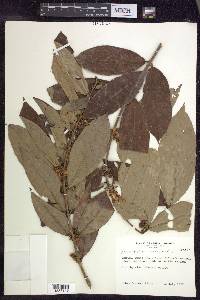 Hiraea faginea image