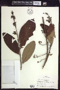 Hiraea faginea image