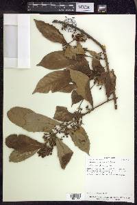 Hiraea faginea image