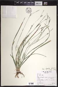 Carex striatula image