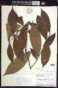 Hiraea faginea image