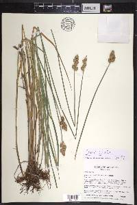 Carex alata image