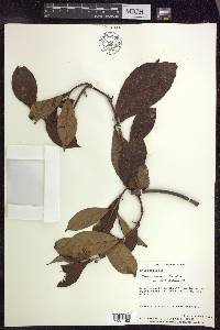 Hiraea faginea image