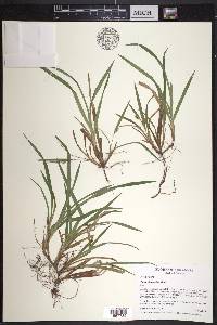 Carex abscondita image