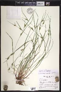 Carex bulbostylis image